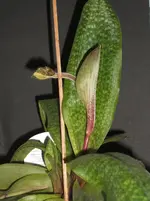 Orchideen 003.webp