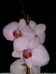 Orchideen 001.jpg