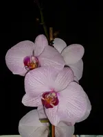 Orchideen 001.webp
