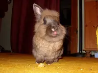 knuddel.webp
