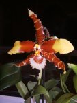 orchideen 019.jpg