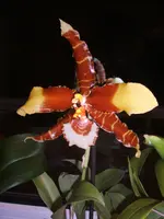 orchideen 019.webp