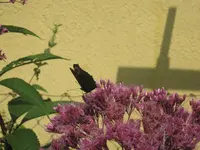 001.webp
