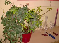HPIM0158.webp