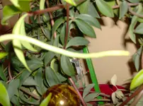 HPIM0162.webp