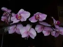 orchi1.webp