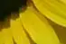 sonnenblume1.webp