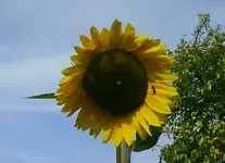 garten 5.9. 007.webp