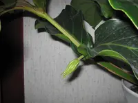 018.webp