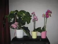 030.webp