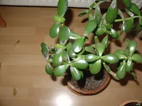 DSC00465.webp