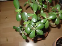 DSC00464.webp
