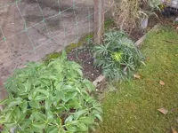 Garten Nov.09 002.webp