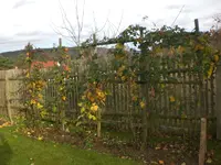 Garten Nov.09 006.webp