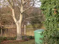 Garten Nov.09 018.webp