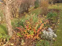 Garten Nov.09 023.webp