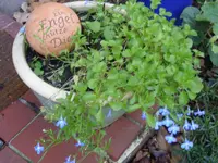 Blumen 001.webp