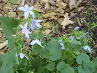 Blumen 002.webp