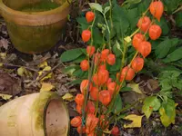 Blumen 003.webp