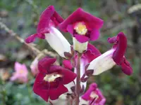Blumen 004.webp