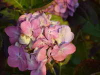 Blumen 006.webp