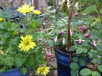 Blumen 011.webp