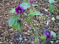 Blumen 012.webp
