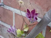 Blumen 014.webp
