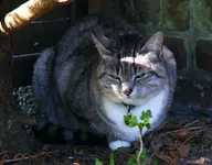 Katzenkater.webp
