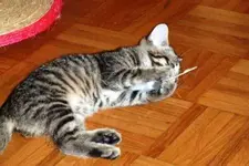 Maus_2.webp