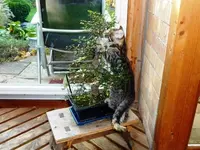 Bonsai.webp