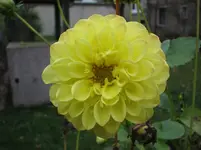 Pompon gelb.webp