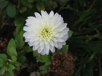 Pompon weiß.webp