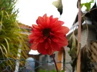 Pompon rot.webp