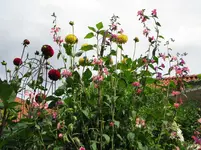 Dahlienblüten dunkelrot und gelb.webp
