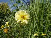 Dahlien ungefüllt gelb.webp
