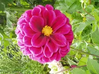 Dahlien ungefüllt pink.webp
