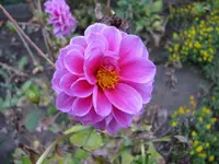 Dahlie ungefüllt pink2.webp