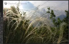 2007101203[1].webp