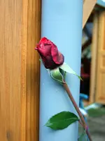 SA500134.webp