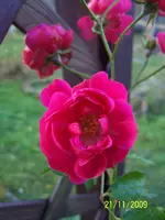 013.webp