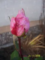020.webp