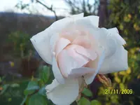 021.webp