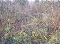010.webp