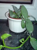 DSC00231.webp