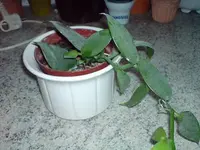 DSC00232.webp