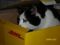 DHL.webp