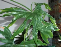 DSC_4472.webp