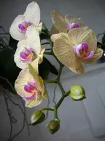 DSCI0010.webp