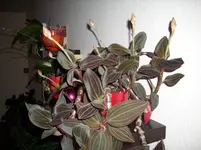 DSCI0047.webp